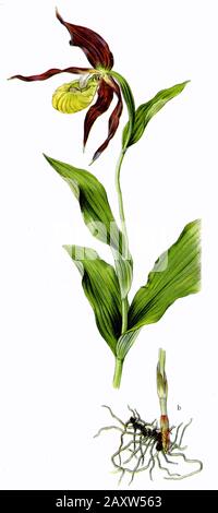 Damen-Pantoffel Cypripedium calceolus, (Botanik-Buch, 1909) Stockfoto