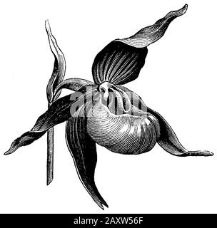 Damen-Pantoffel, Cypripedium calceolus, anonym (Botanik-Buch, 1888) Stockfoto