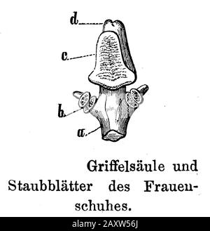 Damen-Pantoffel, Cypripedium calceolus, anonym (Botanik-Buch, 1897) Stockfoto