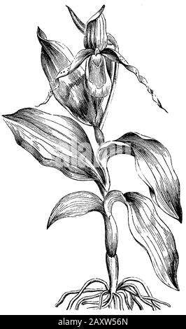 Damen-Pantoffel, Cypripedium calceolus, anonym (Biologiebuch, 1882) Stockfoto