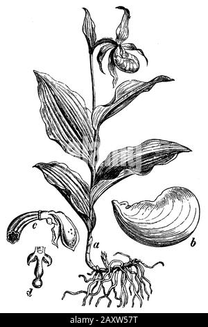 Damen-Pantoffel, Cypripedium calceolus, (Botanik-Buch, 1898) Stockfoto