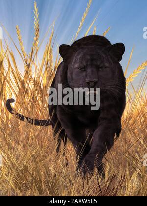 Durch langes Gras ist eine der gefährlichsten Katzen der Natur auf der Jagd. Aus der Unterbürste tritt ein schlanker schwarz beschichteter Raubfisch, ein Panther, hervor. Stockfoto