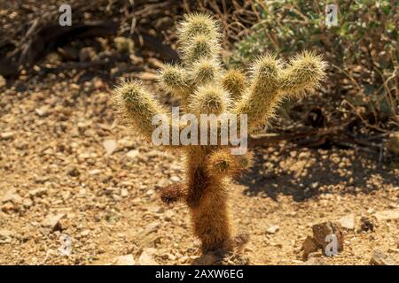 Wandern im Tahquitz Canyon in Coachella, Kalifornien Stockfoto