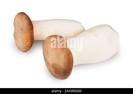 Studioshot von King Oyster Pilze, der vor einem weißen Hintergrund herausgeschnitten wurde - John Gollop Stockfoto