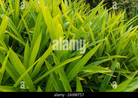 Schöne Nahaufnahme einer Reihe frisch grüner organischer Pandanblätter (Pandanus amariyllifolius) mit Wassertropfen, die in Malaysia angebaut werden. Die tropische Pflanze hat... Stockfoto