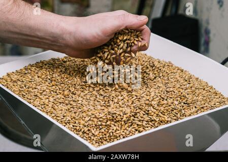 Ein Mann hält ein Malz in der Hand. Kraft brüht aus Gerstenmalz. Stockfoto