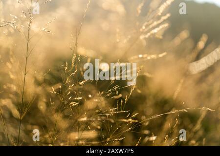 Gemeinsames Schilf in der Sonne Stockfoto