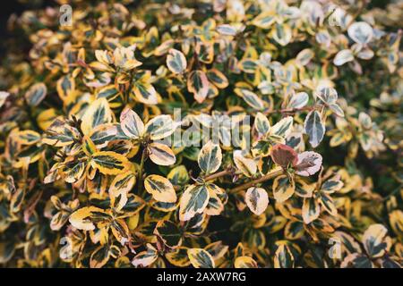 Euonymus Spindelbaum blättert Stockfoto