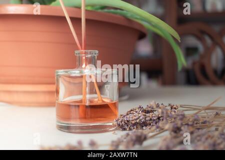 Aromadiffusor mit orangefarbenen Duftstäbchen und etwas Lavander im Vordergrund, eine Aloe Pflanze im Hintergrund Stockfoto