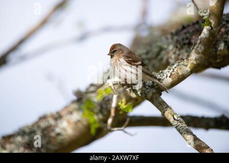 Redpoll in Schottland, wahrscheinlich weiblich oder 1. Jahr männlich. Stockfoto