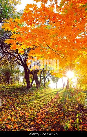 Äste von hellem Herbstbaum über einem Pfad in den Bergen in den Strahlen der Sonne bei Sonnenuntergang Stockfoto