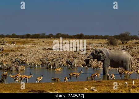 Elefanten, Zebras und Springboks, die im Okaukuejo Wasserloch, Etosha National Park, in Namibia trinken Stockfoto