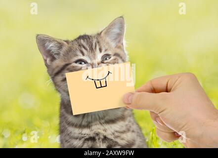 Lustige Katzen-Portrait mit Lächeln auf grünem Gras im Freien Stockfoto