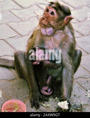 Affe umarmt es Mutter, während es Mutter ist, die Idli isst und auch das Baby füttert. Stockfoto