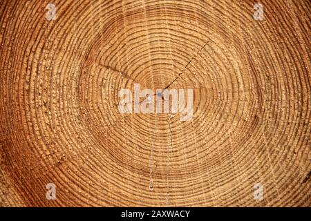 Ein abgesägter Baum. Die Struktur des Holzes. Nahaufnahme eines Schnittes von Schnittholz. Hintergrundtextur Stockfoto