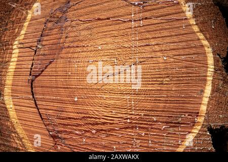 Ein abgesägter Baum. Die Struktur des Holzes. Nahaufnahme eines Schnittes von Schnittholz. Hintergrundtextur Stockfoto