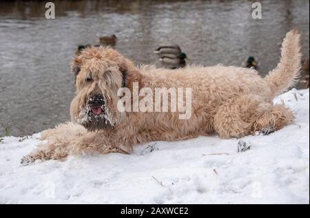 Ein Hund liegt an der Bank eines kleinen Flusses, eine Menge Enten schwimmt entlang des Flusses. Winterlandschaft. Stockfoto