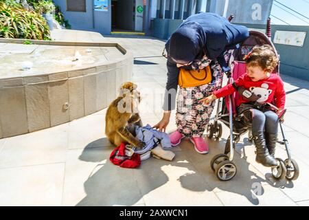 Gibraltar, Großbritannien - 24. April 2016: Die berühmten Wildmakaken im Upper Rock Nature Reserve belästigen Touristen mit Kindern zum Essen und Stockfoto