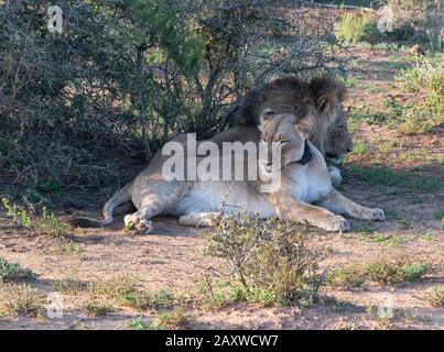 Zwei Löwen, Bruder und Schwester namens Jack und Jill, ruhen an einem schattigen Ort im Addo Elephant National Park, Eastern Cape, Südafrika Stockfoto