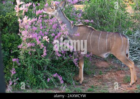 Greater Kudu weidet am Spekboom (Portulacaria Afra) eine gute Klimaschutzpflanze im Addo Elephant National Park, Ostkaper, Südafrika Stockfoto