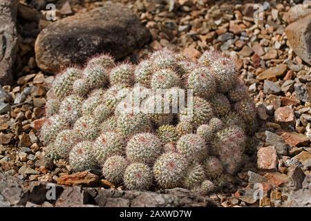 Ein Blick auf Pincushion Cactus, Mammillaria standleyi Stockfoto