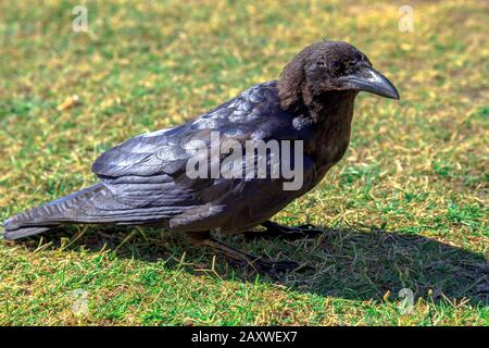 Nahaufnahme eines australischen Raben auf dem Gras, Murramarang-Nationalpark, New South Wales, Australien. Beliebtes Touristenziel an der Ostküste Stockfoto