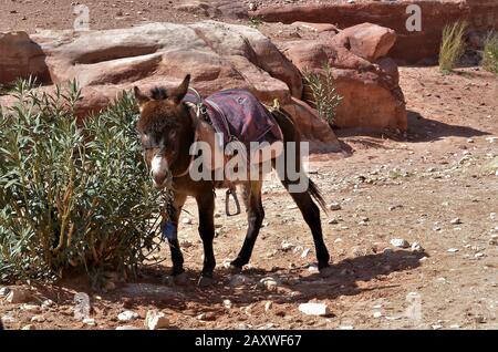 Isolierter Esel mit traditioneller Kleidung in Petra, Jordanien Stockfoto