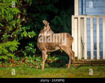 Urbane Tierwelt: Ein männliches Rehe (Capreolus Capreolus) mit Samtgehweih steht im Winter an einem Sommerhaus in einem vorstädtischen Hintergarten in Surrey, Großbritannien Stockfoto