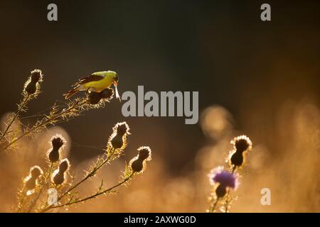 Ein amerikanischer Goldfinch, der Thistle-Samen isst, während er im hellen Sonnenlicht mit dunklem Hintergrund leuchtet. Stockfoto