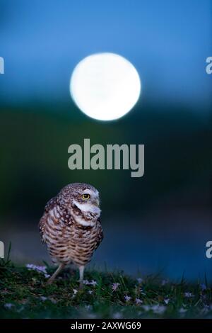 Florida Burwing Owl steht im Gras mit einem unfokussieren Straßenlicht im Hintergrund, das nachts wie der Mond aussieht. Stockfoto