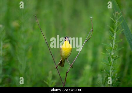 Ein männliches, gemeines Yellowthroat thront in gespaltener Pose auf einem Ast und singt laut mit glattem grünem Hintergrund. Stockfoto