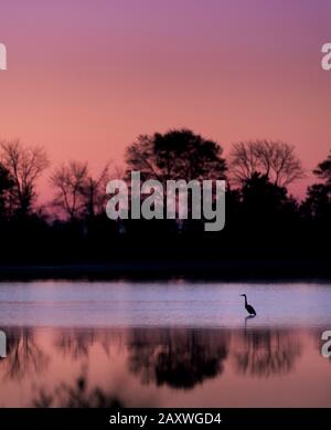 Ein Großartiger blauer Heron wadet in seichten Wassersilhouetten gegen die sanften Rosa- und Purpurtöne des Himmels im Morgengrauen. Stockfoto