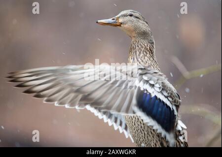 Ein Mallard Klappen seine Flügel ab und spritzt Wasser in weichem, übergiebeltem Licht mit glattem braunem Hintergrund. Stockfoto