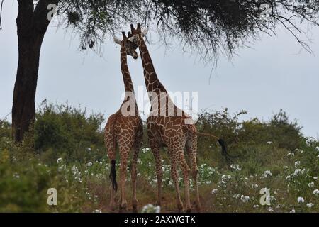 Reticulierte Giraffen zeigen Zuneigung zwischen Blumen und Bäumen. Maru National Park, Kenia. Stockfoto