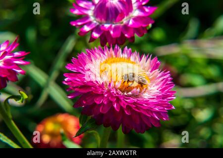 Honey Bee Up Close Bestäubung EINER rosafarbenen Und gelben Blume, Wildlife Background im Freien, Bestäubendes Insekt, Flower Garden, Springtime Stockfoto