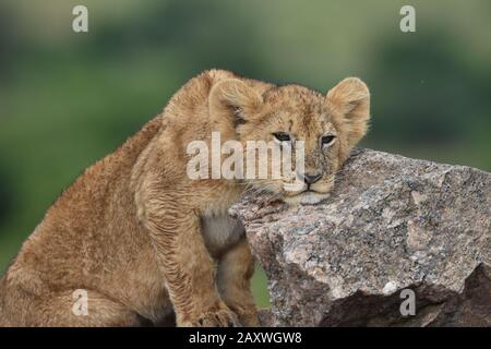 Lion Cub ruht seinen Kopf auf Felsen. Masai Mara National Park, Kenia. Stockfoto