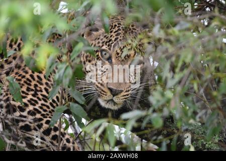 Leopard versteckt sich in dichtem Baumlaub. Masai Mara National Park, Kenia. Stockfoto