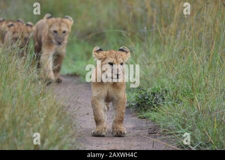 Niedliche Löwenkuppen gehen in Reihe. Masai Mara National Park, Kenia. Stockfoto