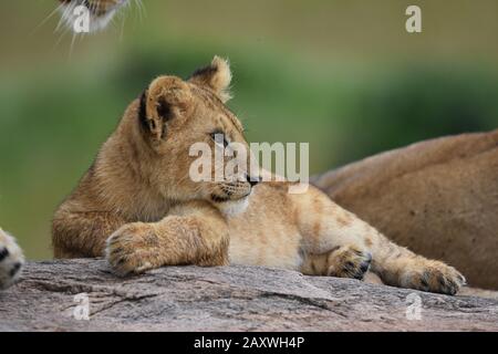 Niedliche Löwenkuppe auf Felsen. Masai Mara National Park, Kenia. Stockfoto