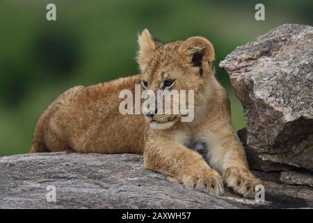 Niedliche Löwenkuppe auf Felsen. Masai Mara National Park, Kenia. Stockfoto