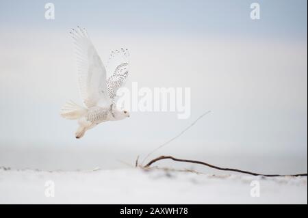 Eine Snowy-Eule fliegt an einem kalten Wintertag in weichem, übergiebeltem Licht über einen sandigen Strand. Stockfoto