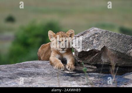 Niedliche Löwenkuppe auf Felsen. Masai Mara National Park, Kenia. Stockfoto