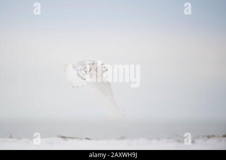 Eine Snowy-Eule fliegt an einem kalten Wintertag in weichem, übergiebeltem Licht über einen sandigen Strand. Stockfoto