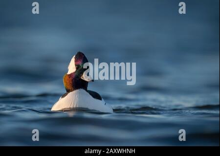 Eine männliche Bufflehead Ente schwimmt geradeaus, während die Sonne auf seine irisierenden Federn scheint, die einen Regenbogen mit Farben zeigen, während er in der hellen blu schwimmt Stockfoto