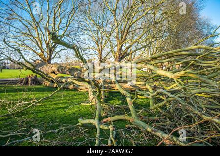 London Plane Baumschäden auf Jesus Green von Storm Ciara. Die Bäume auf Jesus Lock to Midsummer Common Path sind seit 1913 dort. Cambridge. GROSSBRITANNIEN. Stockfoto