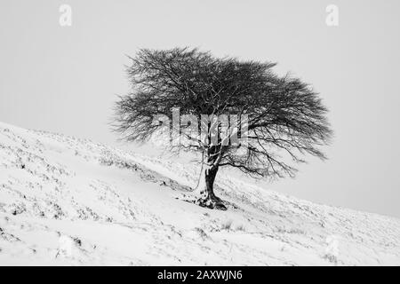 Ein einsamer Baum auf einem Hügel nach einem Schneefall, Leadhills, South Lanarkshire, Schottland. Stockfoto