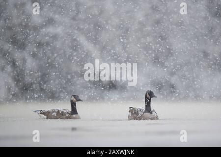 Ein Paar Kanadas Gänse schwimmen im eiskalten Wasser mit Schnee, der an einem kalten Wintertag fällt. Stockfoto