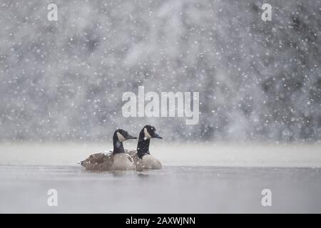 Ein Paar Kanadas Gänse schwimmen im eiskalten Wasser mit Schnee, der an einem kalten Wintertag fällt. Stockfoto