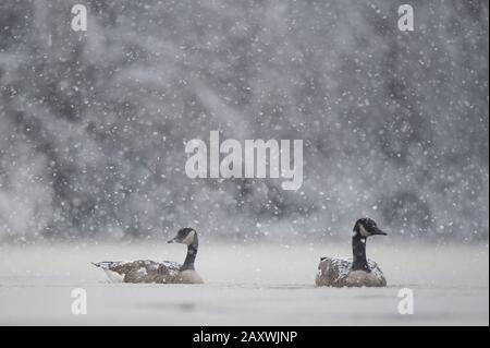 Ein Paar Kanadas Gänse schwimmen im eiskalten Wasser mit Schnee, der an einem kalten Wintertag fällt. Stockfoto