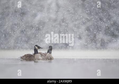 Ein Paar Kanadas Gänse schwimmen im eiskalten Wasser mit Schnee, der an einem kalten Wintertag fällt. Stockfoto